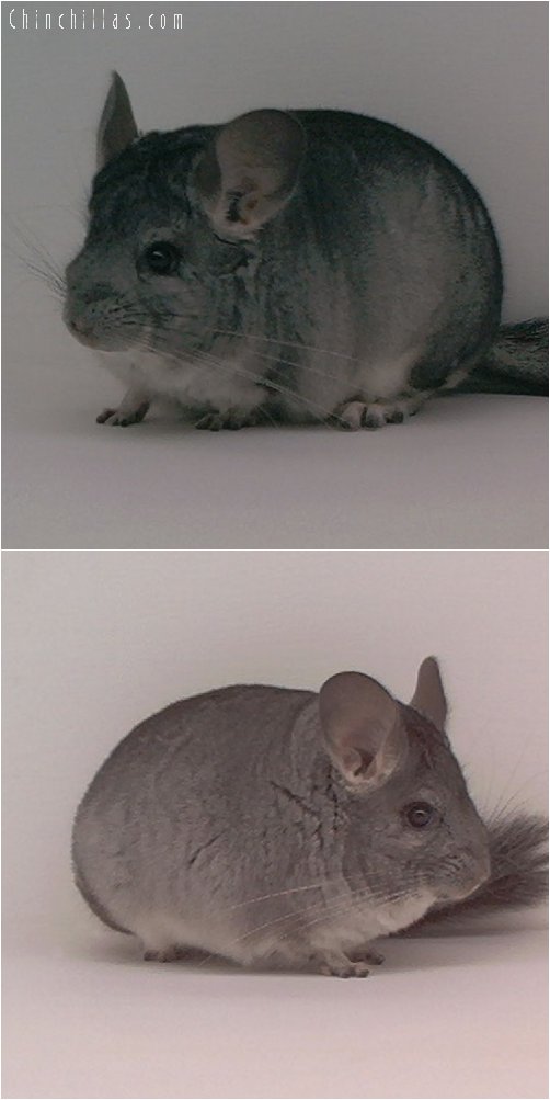 1819 Standard ( Violet Carrier ) Male Chinchilla