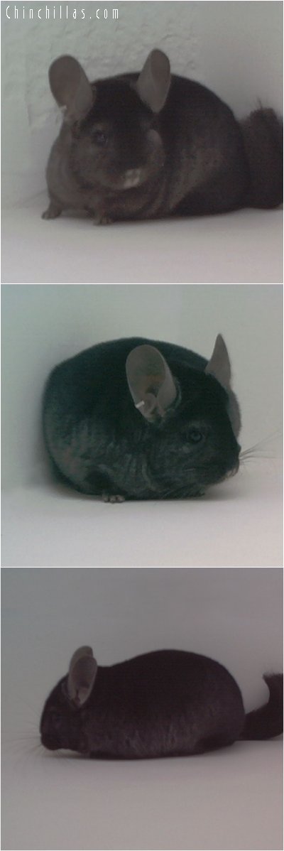 1842 Show Quality Ebony Female Chinchilla