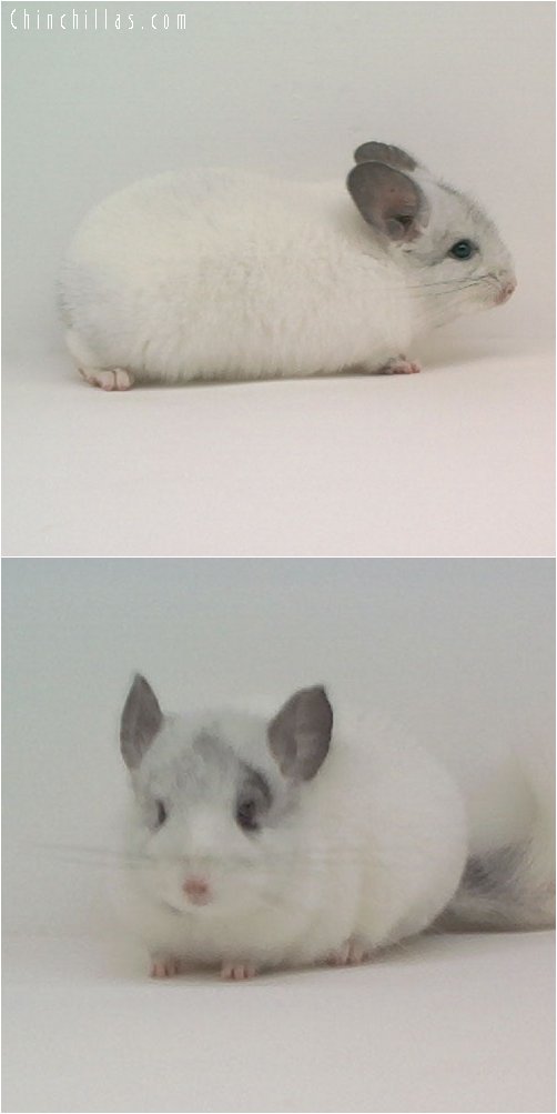 1856 White Mosaic Female Chinchilla with Spot