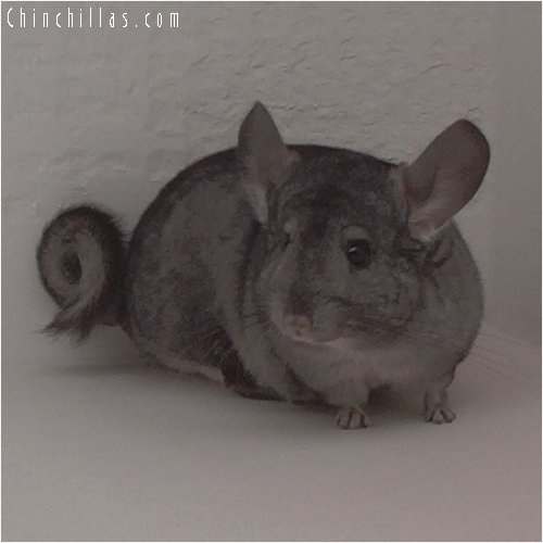 1837 Standard ( Ebony Carrier ) Female Chinchilla