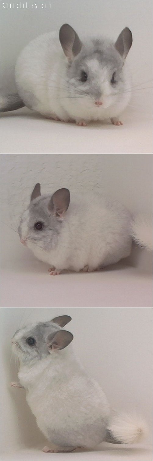 1858 Blocky / Brevi-type White Mosaic Female Chinchilla