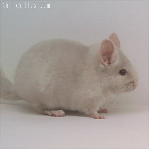 1862 Homozygous Beige Female Chinchilla