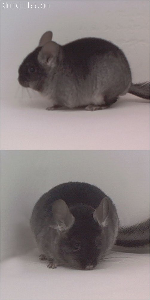 1859 Black Velvet ( Ebony Carrier ) Female Chinchilla