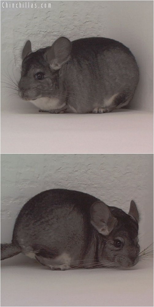 1860 Standard ( Violet Carrier ) Female Chinchilla
