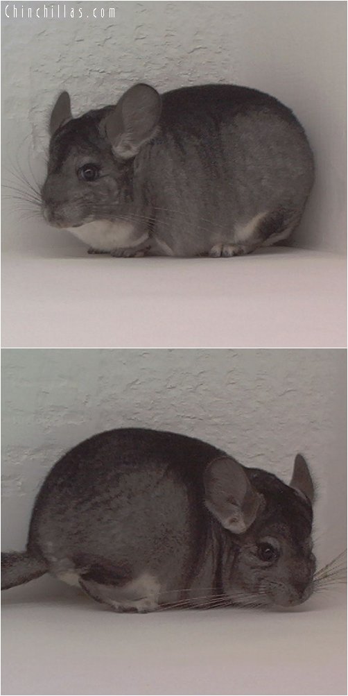 1860 Standard ( Violet Carrier ) Female Chinchilla