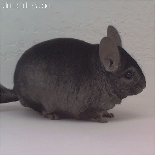 1839 Heterozygous Ebony Male Chinchilla