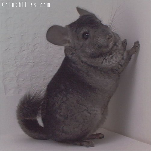 1843 Heterozygous Ebony Female Chinchilla