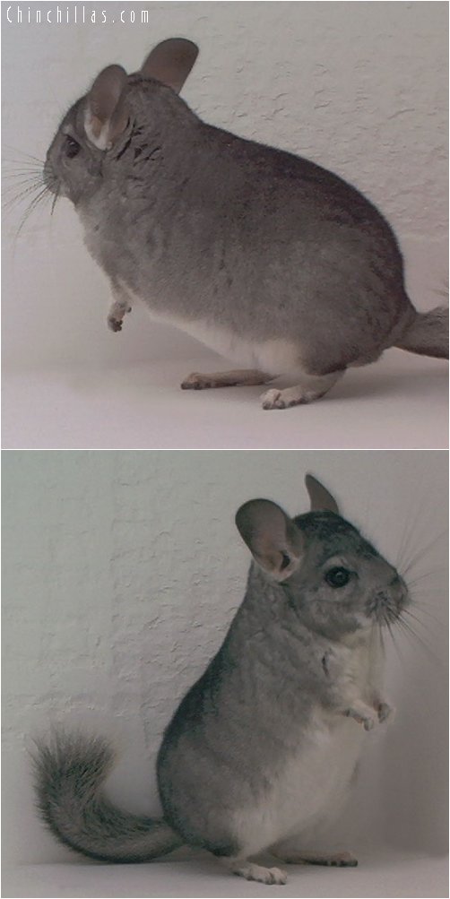 1821 Standard ( Sapphire Carrier ) Male Chinchilla