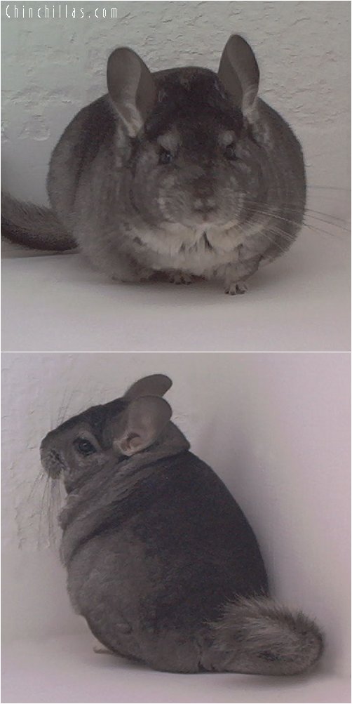 1834 Show Quality Standard Female Chinchilla