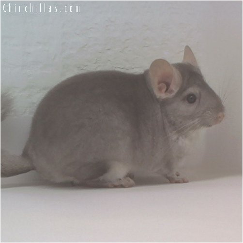 1866 Top Show Quality Beige ( Ebony Carrier ) Female Chinchilla