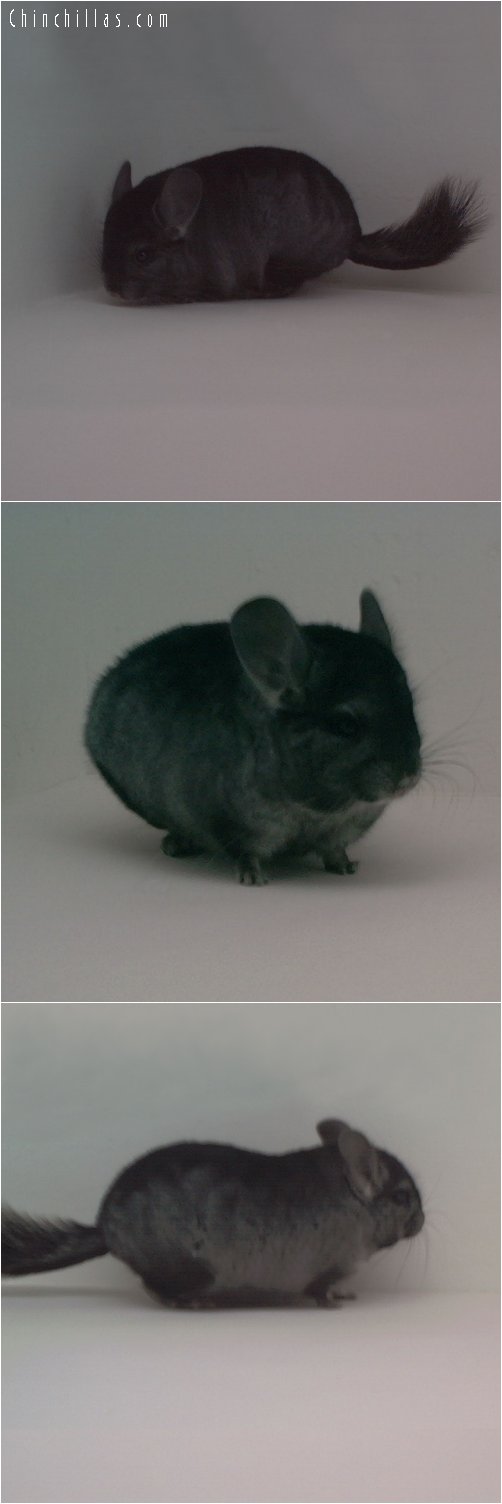 1750 Blocky Miniature Heterozygous Ebony Male Chinchilla