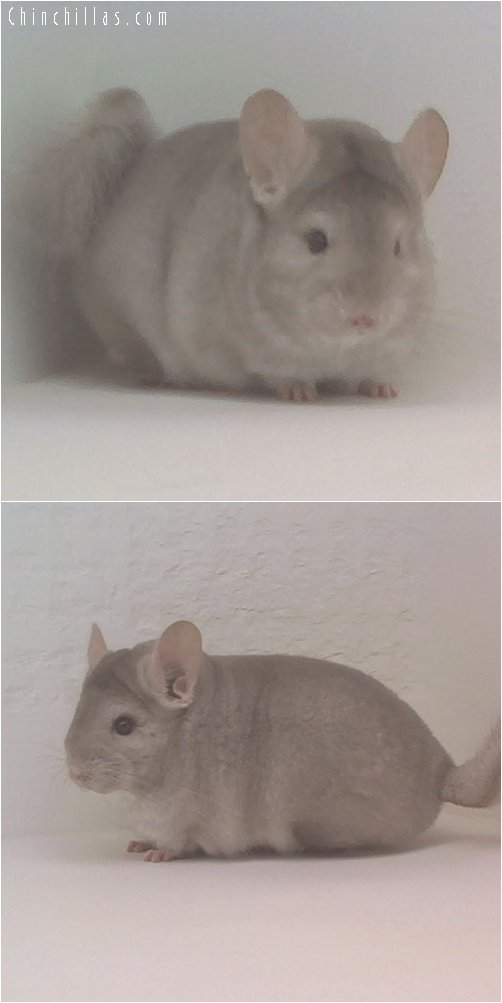 1865 Top Show Quality Beige Female Chinchilla