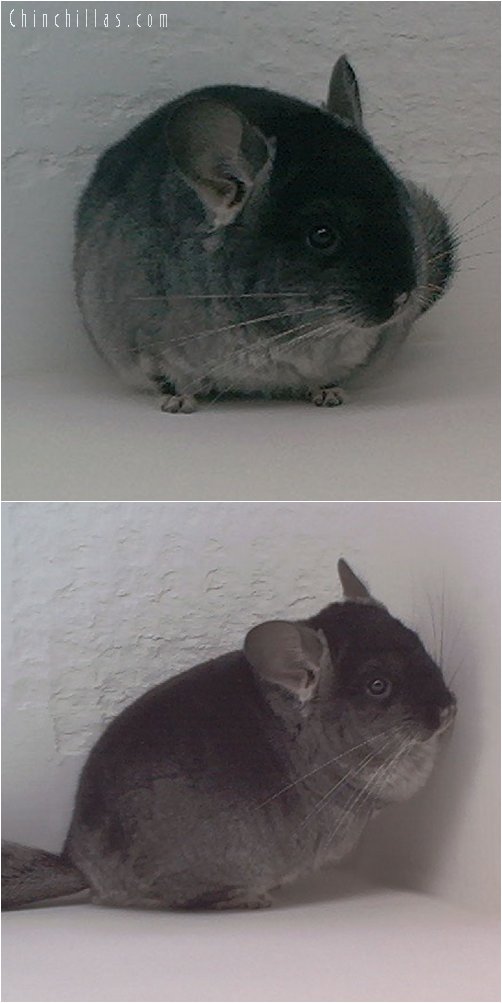 1889 Show Quality Black Velvet ( Violet Carrier ) Male Chinchilla