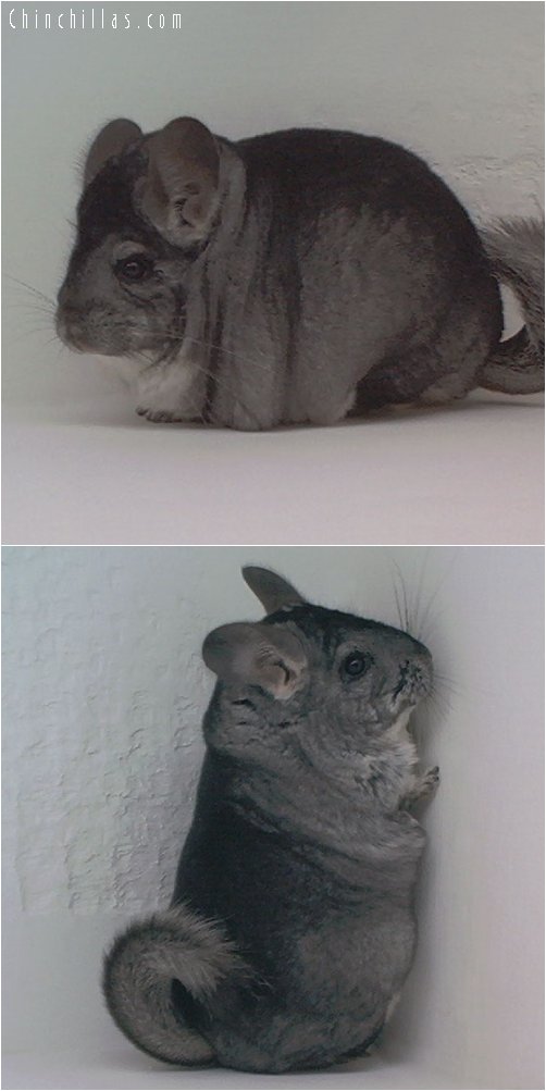 1850 Show Quality Standard Female Chinchilla