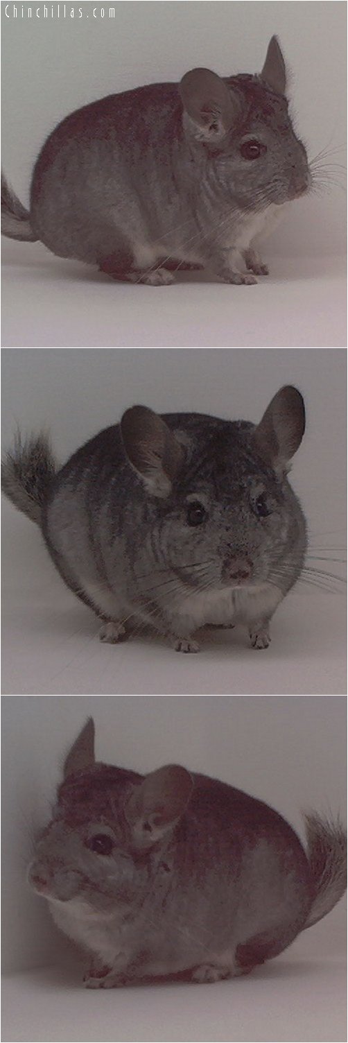 1836 Standard ( Ebony & Violet Carrier ) Male Chinchilla