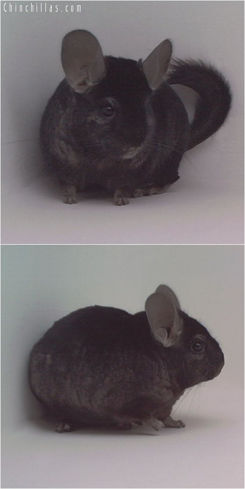 1838 Showable Quality Ebony Male Chinchilla