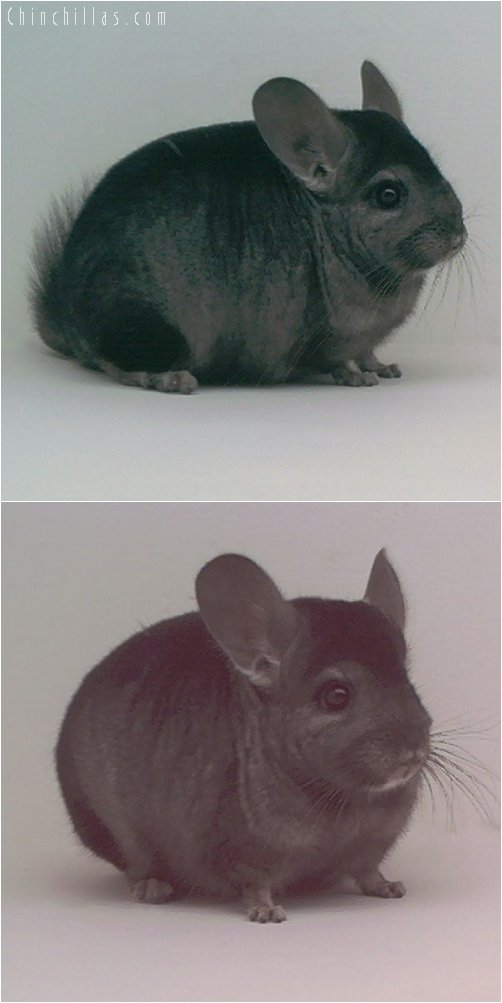 1840 Show Quality Heterozygous Ebony Male Chinchilla