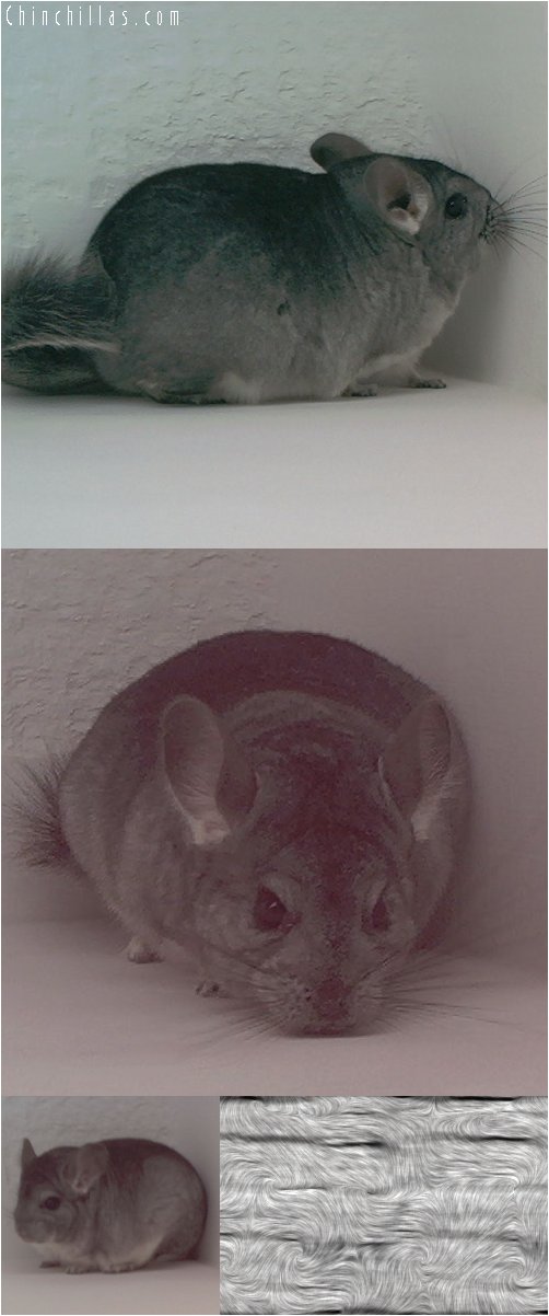 1899 Standard ( Sapphire Carrier ) Female Chinchilla