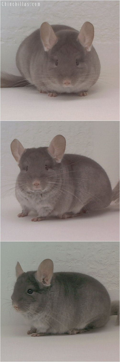 1893 Top Show Quality TOV Beige Female Chinchilla