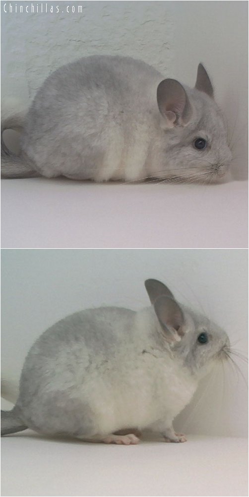 1762 Silver Female Chinchilla