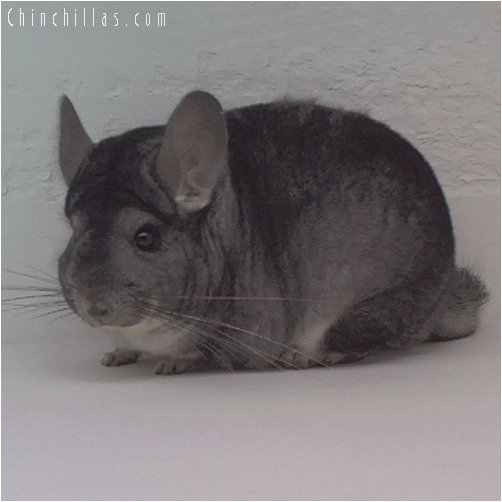 1831 Show Quality Standard Female Chinchilla