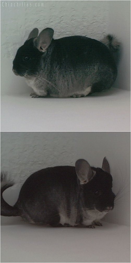 1835 Top Show Quality Black Velvet Female Chinchilla