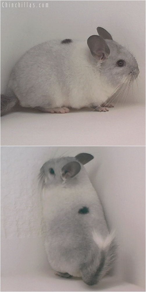 1894 Show Quality Mosaic Female Chinchilla with Spot