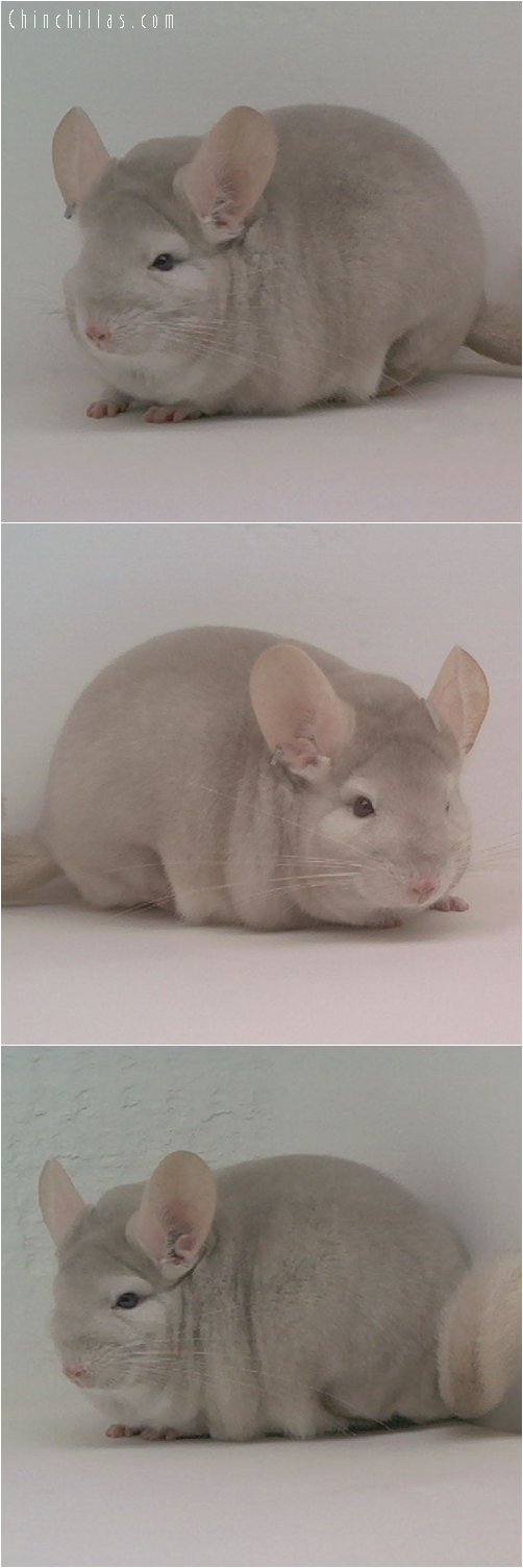 1877 National Color Champion Homo Beige Male Chinchilla