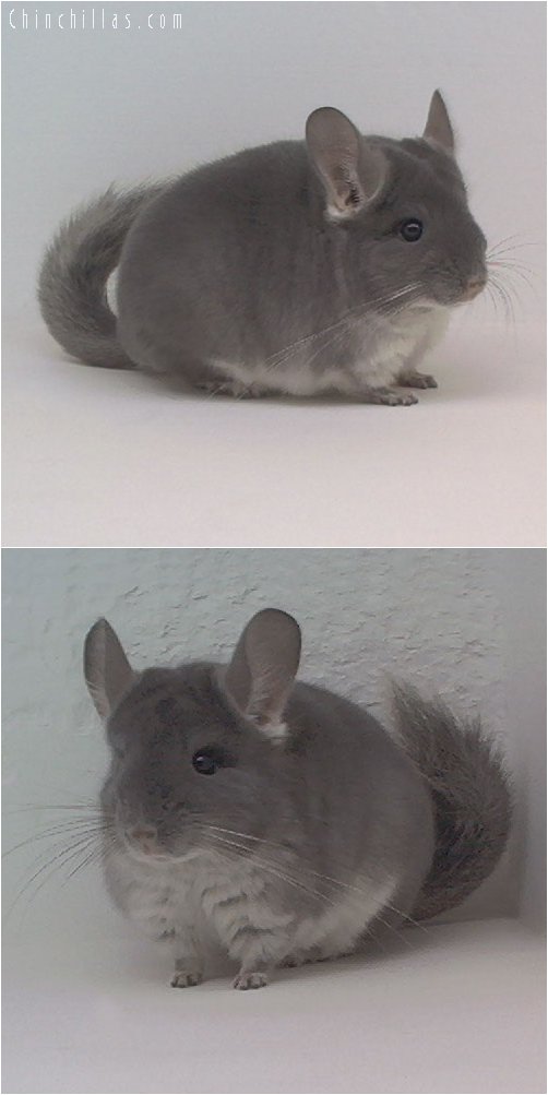 1910 TOV Violet Female Chinchilla