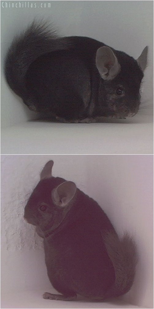 1904 Ebony Male Chinchilla