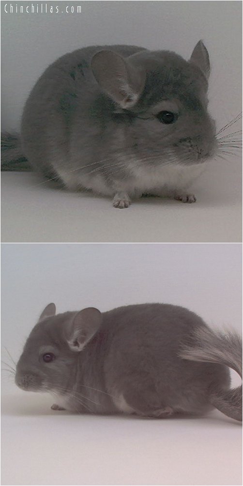 1905 Show Quality Violet Female Chinchilla