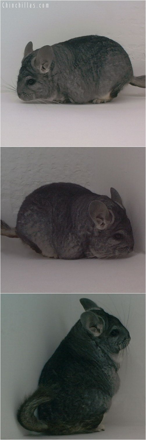 1833 Large Show Quality Standard Female Chinchilla