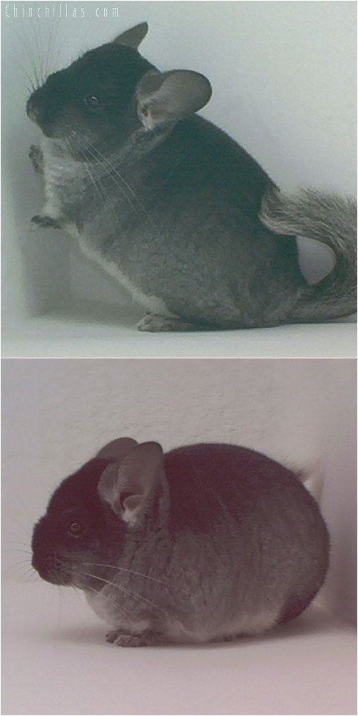 1908 Black Velvet ( Violet Carrier ) Female Chinchilla