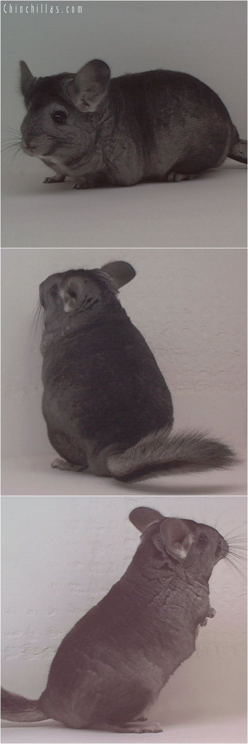 1841 Heterozygous Ebony Female Chinchilla