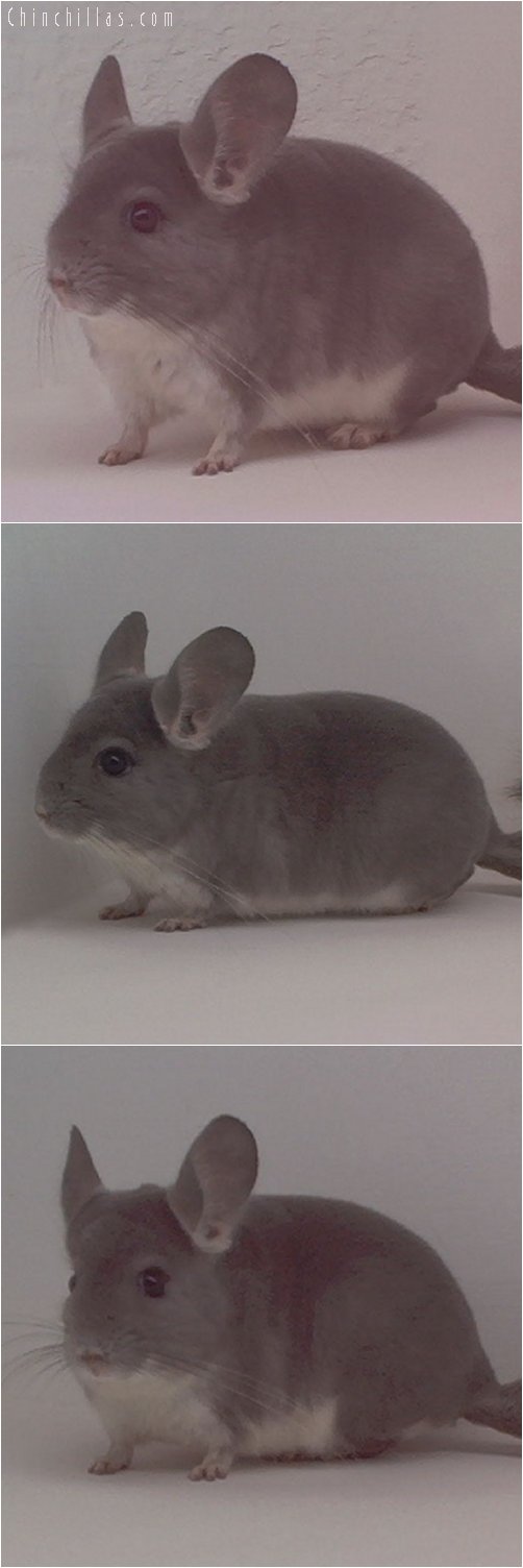 1888 Showable Quality Violet Male Chinchilla