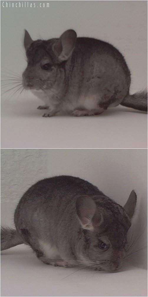 1853 Standard ( Violet Carrier ) Female Chinchilla