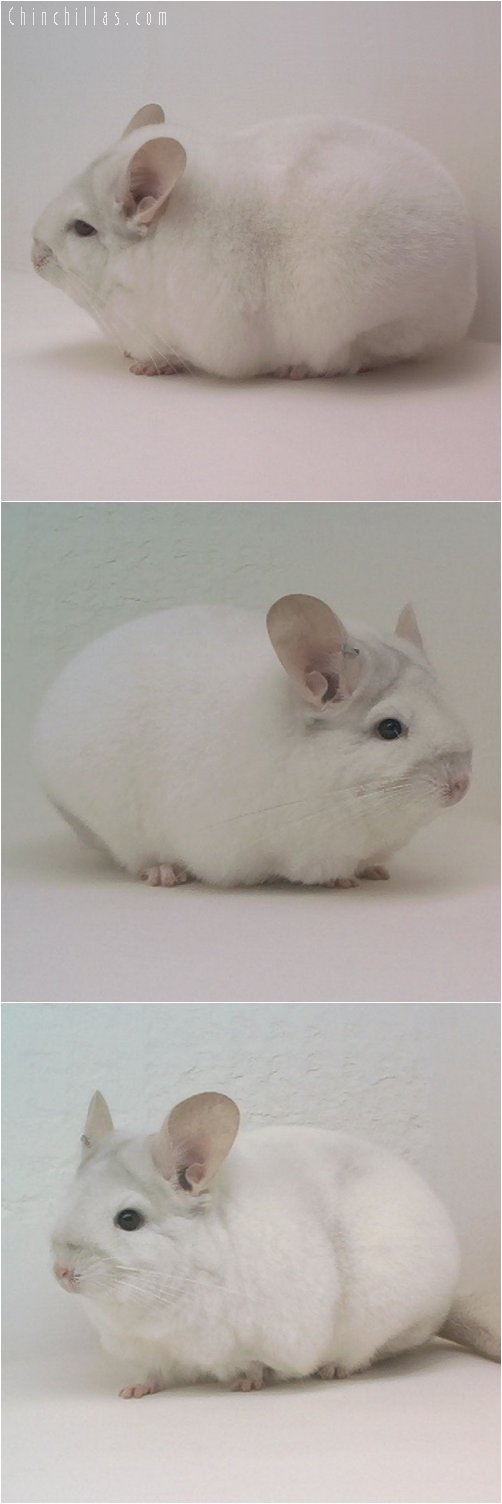 1869 National Section Champion Pink White Female Chinchilla