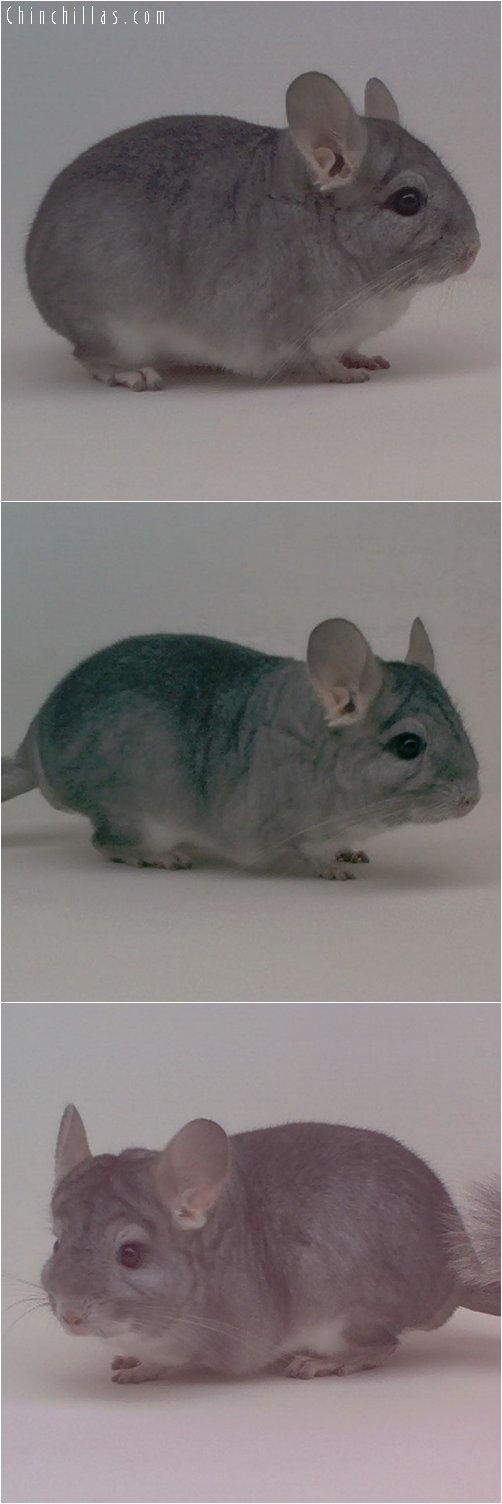 1920 Show Quality Sapphire Male Chinchilla