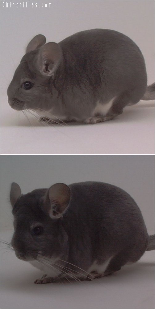 1872 National Reserve Section Champion Violet Female Chinchilla