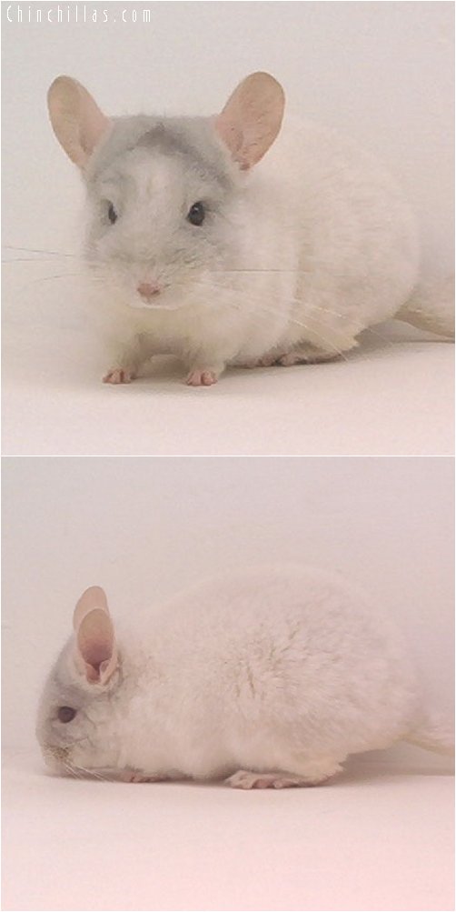 1914 Beige / White Mosaic Female Chinchilla