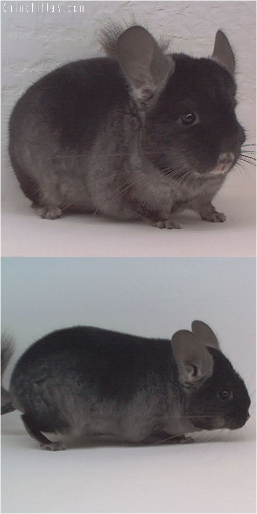 1923 TOV Ebony Male Chinchilla