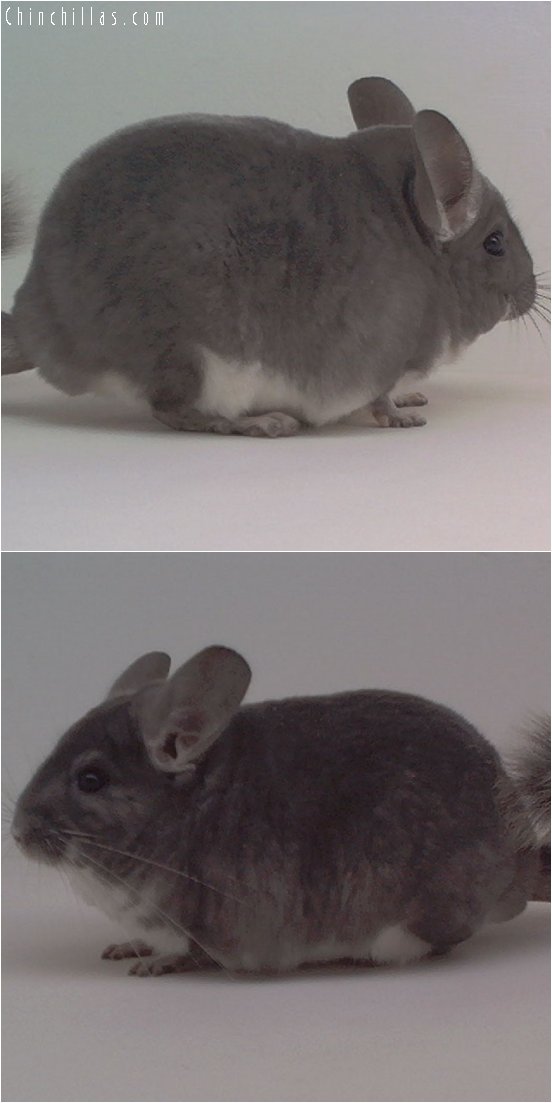 1874 Large National 1st Place Violet Male Chinchilla