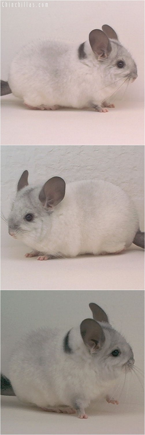 1928 Show Quality Mosaic Male Chinchilla