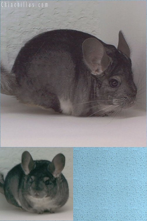 1900 Show Quality Standard Female Chinchilla