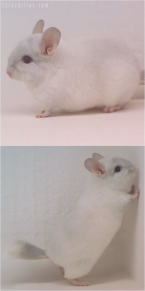 1921 Sapphire & White Mosaic Male Chinchilla