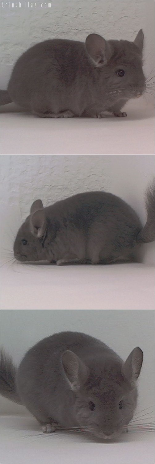 1932 Wrap-around Violet Female Chinchilla