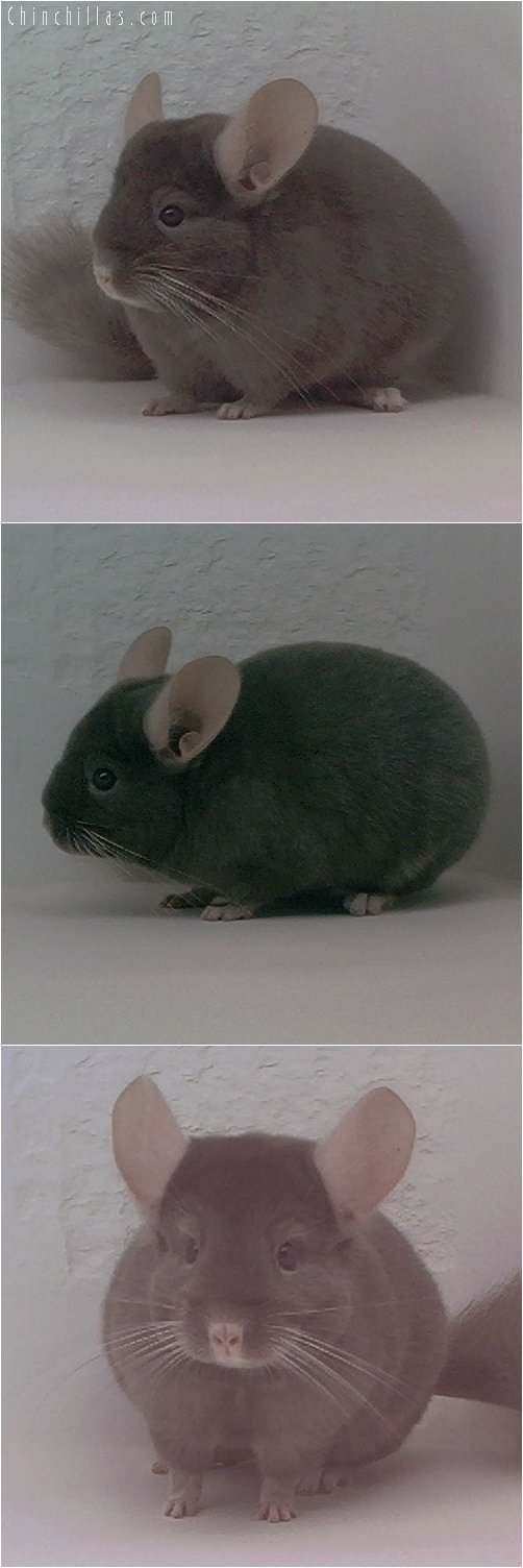 1931 Dark Tan Female Chinchilla