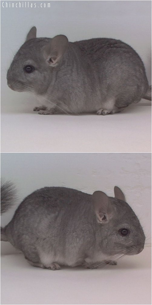 1927a Standard ( Sapphire Carrier ) Male Chinchilla