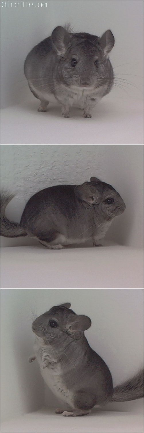 1955 Miniature Standard Male Chinchilla