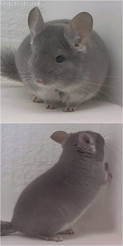 1929 TOV Violet Male Chinchilla